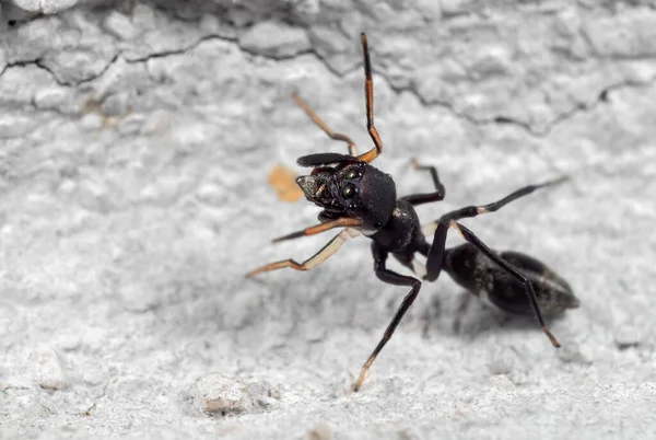 Macro Fotografia Formiga Mimic Jumping Spider Parede — Fotografia de Stock