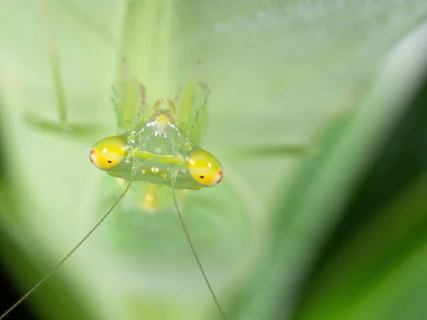 Makrofotografi Chefen För Bön Mantis Grönt Blad — Stockfoto