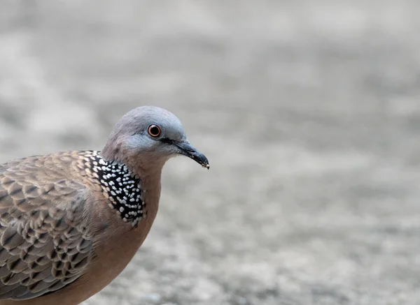 Närbild Chef För Spotted Dove Isolerad Bakgrund Med Kopiera Utrymme — Stockfoto