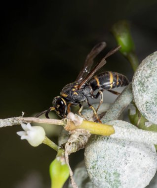 Eşek arısının ağaç dalındaki makro fotoğrafçılığı