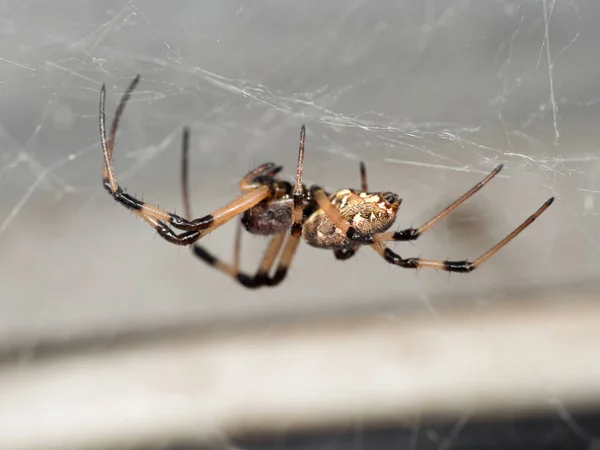Macro Fotografie Van Spider Het Web Geïsoleerd Achtergrond — Stockfoto