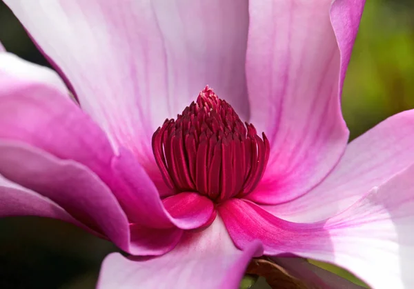 Closeup Pink Magnolia Flower Stamen Isolated Background — Stock Photo, Image