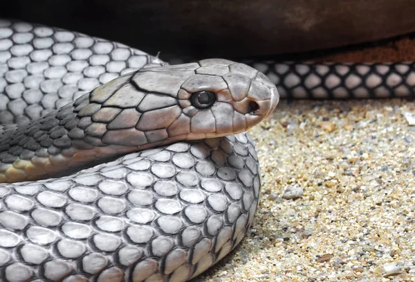 Tête Roi Cobra Enroulée Sur Sable — Photo