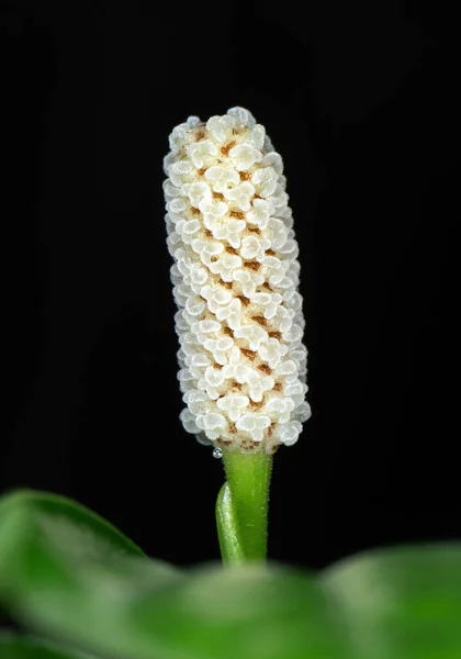 Zbliżenie Białe Pąki Kwiatowe Izolowane Czarnym Tle — Zdjęcie stockowe