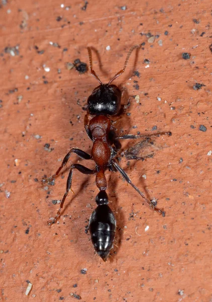 Tuğla Duvarda Tonlu Karınca Makro Fotoğrafı — Stok fotoğraf