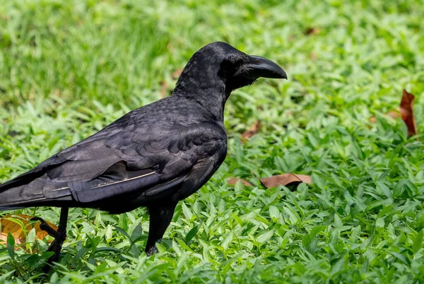 Closeup Large Billed Crow Standing Lawn — Stock Photo, Image