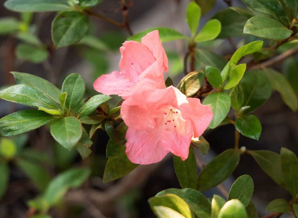 Closeup Pink Rhododendron Arboreum Flores Con Hojas Verdes —  Fotos de Stock