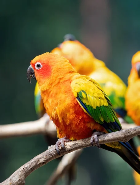 Closeup Sun Conure Papoušek Usazený Větvi Izolované Pozadí — Stock fotografie