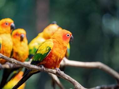 Yakın plan Güneş Conure Papağanı Arkaplan 'daki şubeye tünemiş.