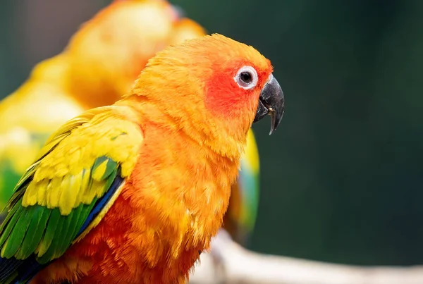 Primer Plano Sun Conure Loro Encaramado Rama Aislado Sobre Fondo — Foto de Stock