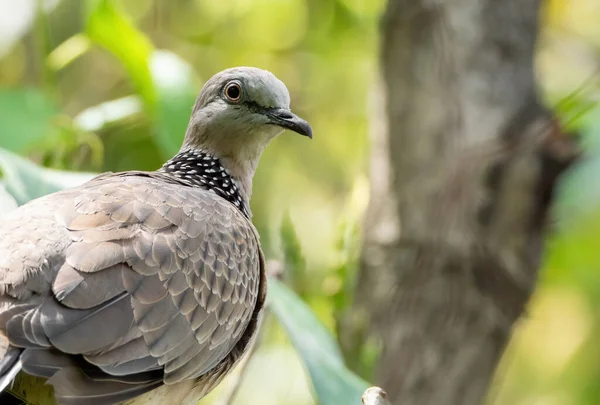 Tourterelle Maculée Perchée Sur Une Branche Isolée Sur Nature Contexte — Photo