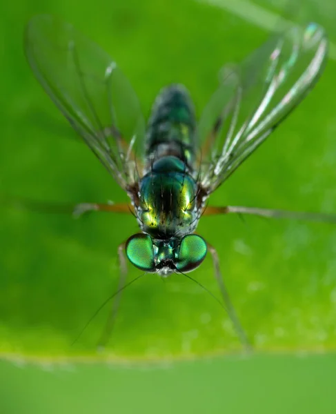 Macro Photography Long Legged Fly Green Leaf — Stock Photo, Image
