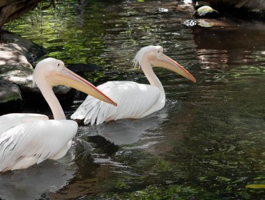Yakın plan İki Büyük Beyaz Pelikan Bataklıkta Yüzüyordu