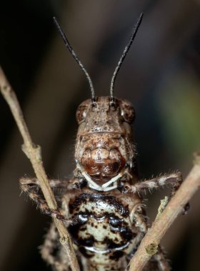 Kahverengi Çekirge Kamuflajının Dal Üzerine Macro Fotoğrafı