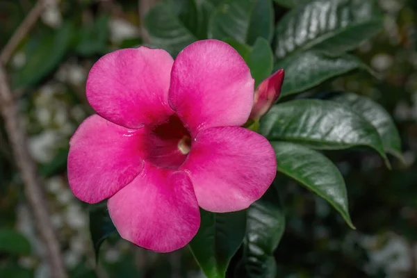 Крупный План Розовый Цветок Изолированы Фоне Природы — стоковое фото