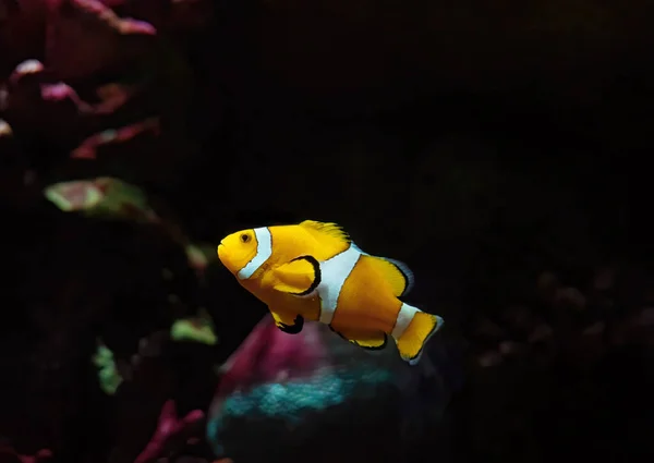 Closeup Clownfish Anemonefish Απομονωμένα Στο Φυσικό Περιβάλλον — Φωτογραφία Αρχείου