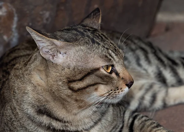 Closeup Head Tabby Cat Ležící Podlaze — Stock fotografie