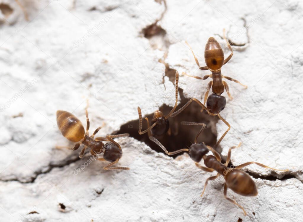 Macro Photography of Group of Tiny Ants on White Wall
