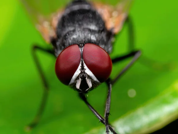 Fotografia Macro Black Blowfly Folha Verde — Fotografia de Stock