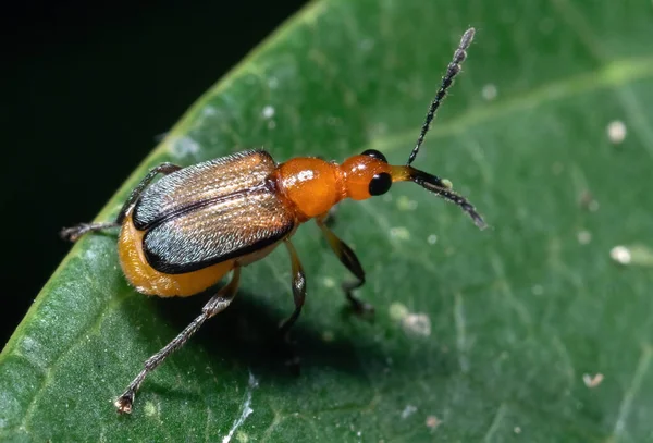 Macro Fotografie Van Oranje Weevil Groene Bladeren — Stockfoto