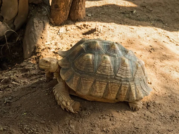 Zbliżenie Żółw Sulcata Lub Afrykański Spurred Turtoise Ziemi — Zdjęcie stockowe