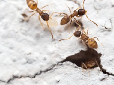 Beyaz Duvarda Küçük Karıncalar Grubu Makro Fotoğrafları