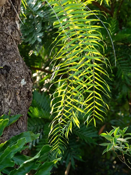 Ağaçta Asılı Duran Nephrolepis Fern — Stok fotoğraf