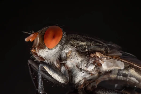 Macro Fotografia Della Mosca Domestica Isolata Sfondo Nero — Foto Stock