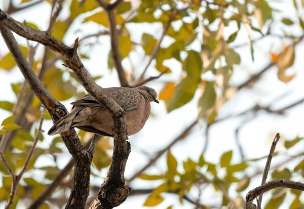 Paloma Manchada Primer Plano Posada Rama Del Árbol Aislada Fondo — Foto de Stock