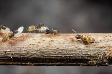 Macro Photography of Group of Tiny Ants Carrying Pupae and Eggs on Stick clipart
