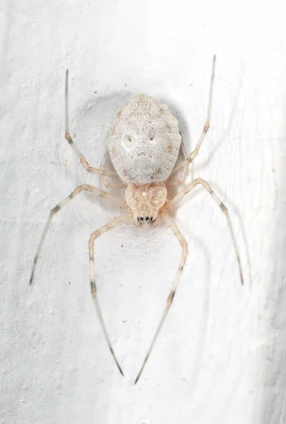 Macro Fotografía Spider Spider Web Pared Blanca — Foto de Stock