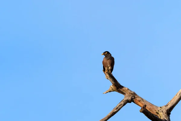 Primer Plano Común Myna Bird Encaramado Rama Aislado Cielo Azul — Foto de Stock