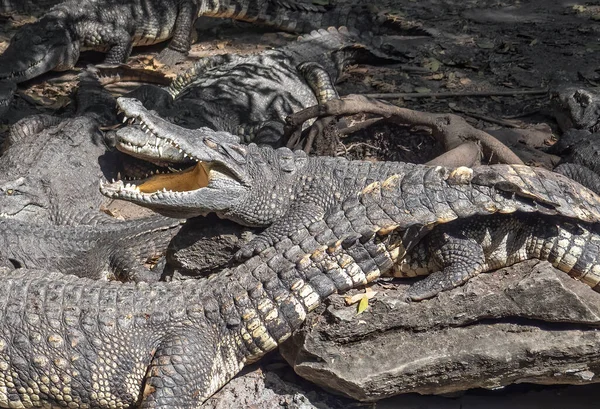 Closeup Group Crocodiles Ήταν Ηλιοθεραπεία Στο Έδαφος — Φωτογραφία Αρχείου