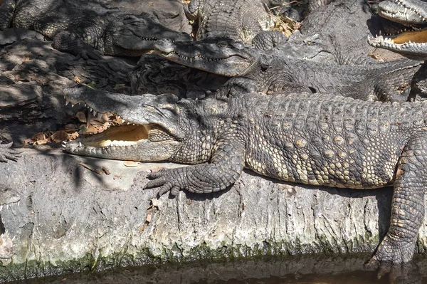 Closeup Group Crocodiles Ήταν Ηλιοθεραπεία Στο Έδαφος — Φωτογραφία Αρχείου