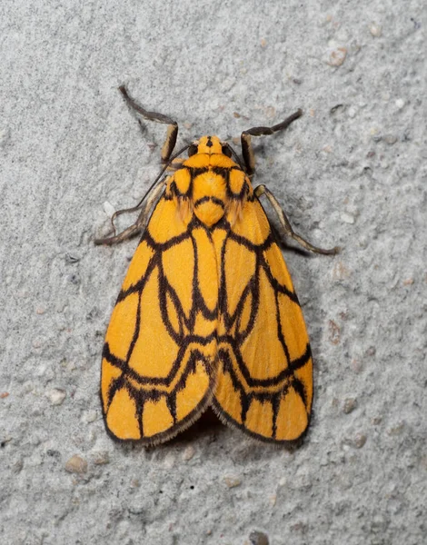 Macro Photography Little Yellow Butterfly Gray Wall — Stock Photo, Image