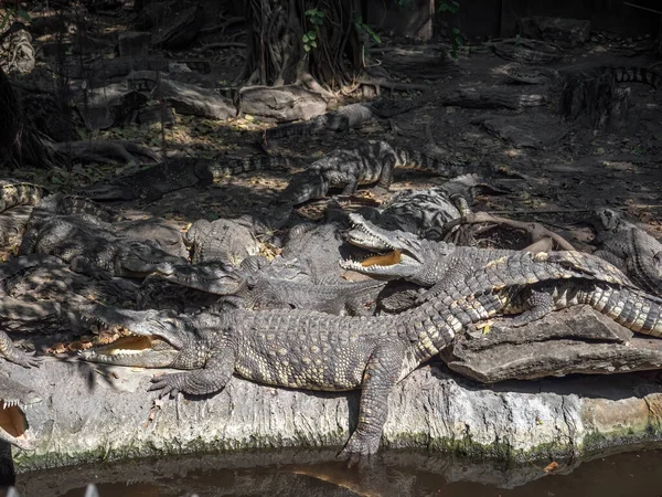 Closeup Group Crocodiles Ήταν Ηλιοθεραπεία Στο Έδαφος — Φωτογραφία Αρχείου