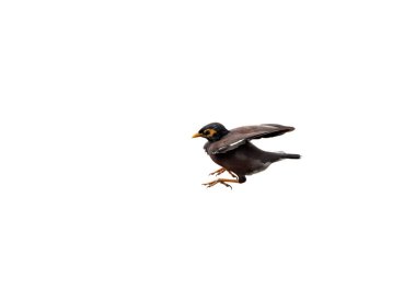 Yaygın Myna Kuş Atlama Hareketi Beyaz Arkaplanda Kırpma Yolu ile İzole Edilmiş