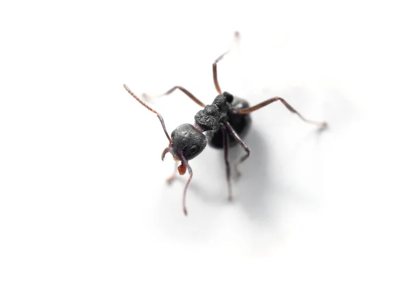 Macro Photography Black Ant Sitting White Wall — Stock Photo, Image