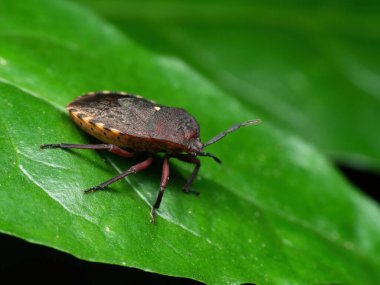 Yeşil Yaprak Üzerinde Kalkan Böceğinin Makro Fotoğrafı