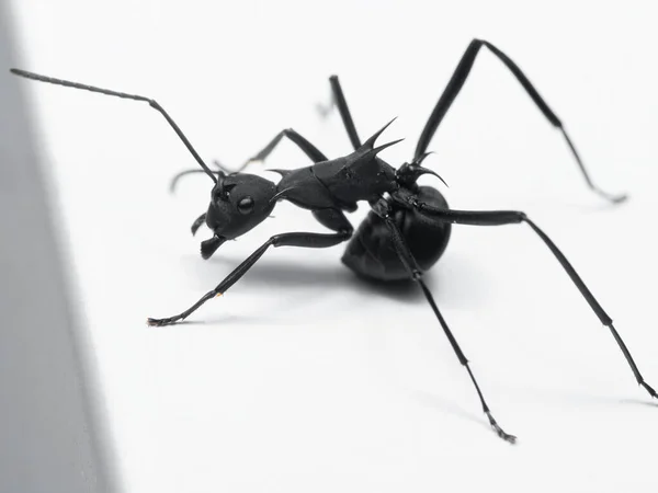 Dikenli Siyah Karınca Nın Beyaz Yerdeki Makro Fotoğrafı — Stok fotoğraf