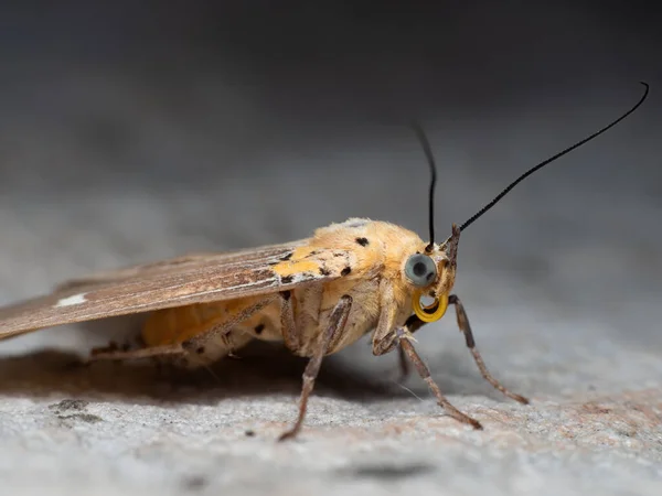 Yerdeki Küçük Sarı Kelebeğin Makro Fotoğrafı — Stok fotoğraf