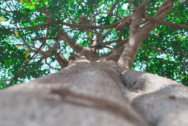 Regardant Vers Haut Sur Arbre — Photo