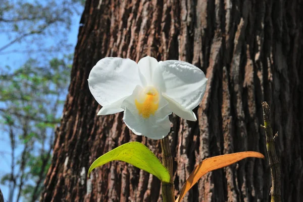 Dendrobium orchids in Thailand\'s national parks