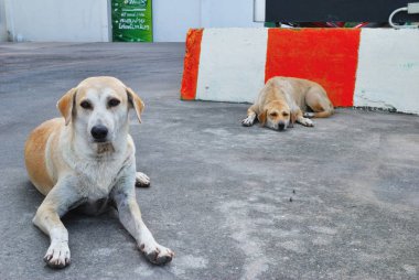 Köpek yerde düz yatıyordu.