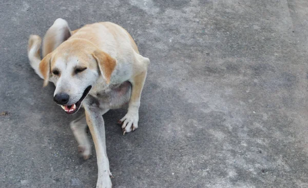 Los perros se acuestan en el suelo de Siemens . — Foto de Stock