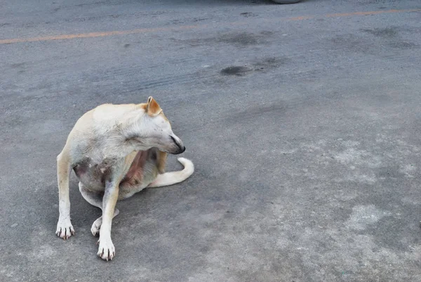 Los perros se acuestan en el suelo de Siemens . — Foto de Stock