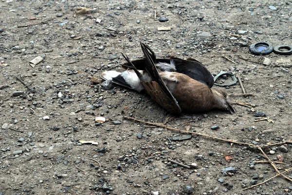 Dead birds — Stock Photo, Image