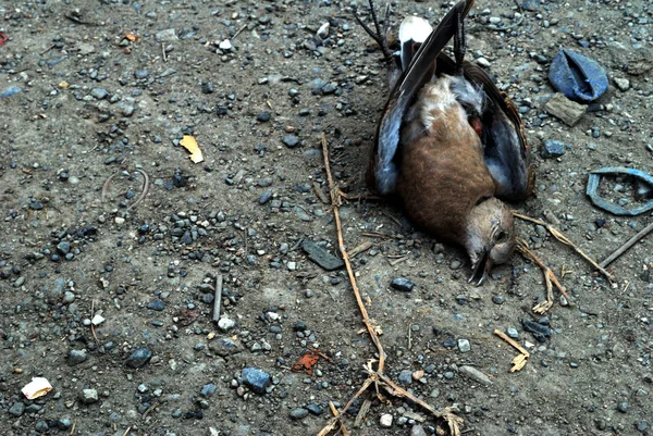 Mrtví ptáci — Stock fotografie