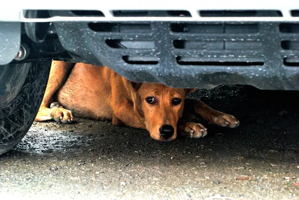 Perro marrón — Foto de Stock