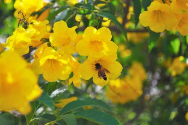 Sarı çiçekler ve arılar